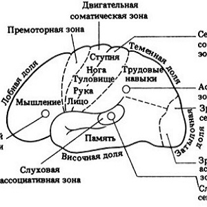 развитие мозга у ребенка и мелкая моторика рук